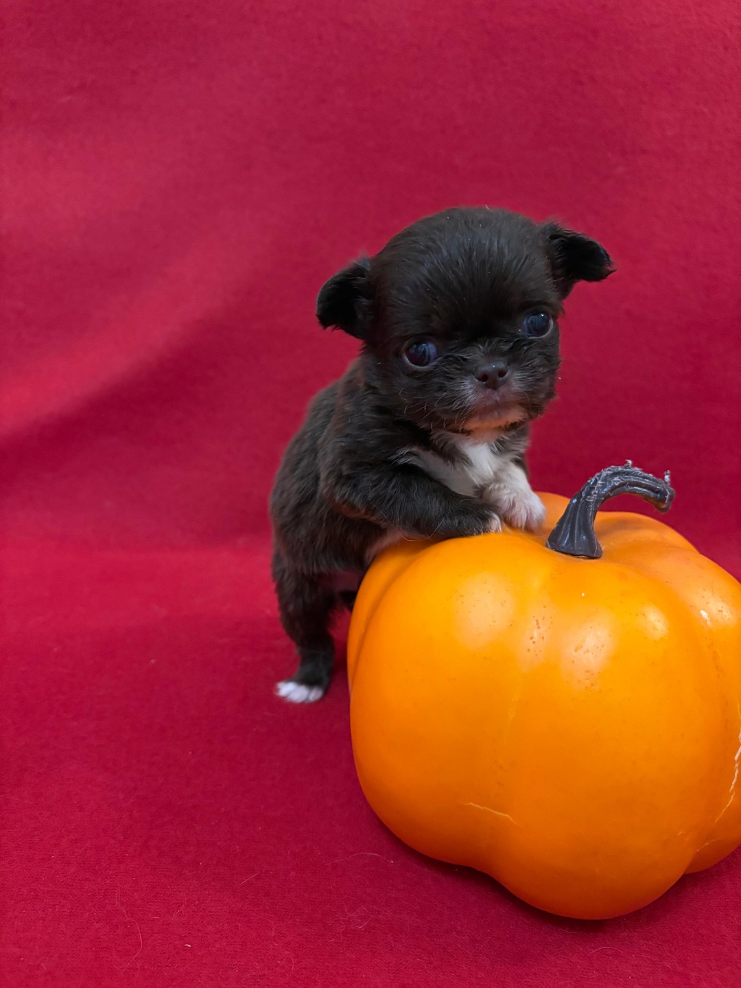 Чихуахуа щенок