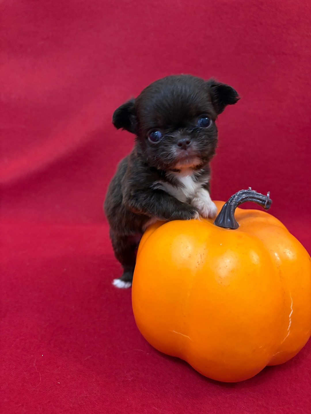 купить щенка Чихуахуа