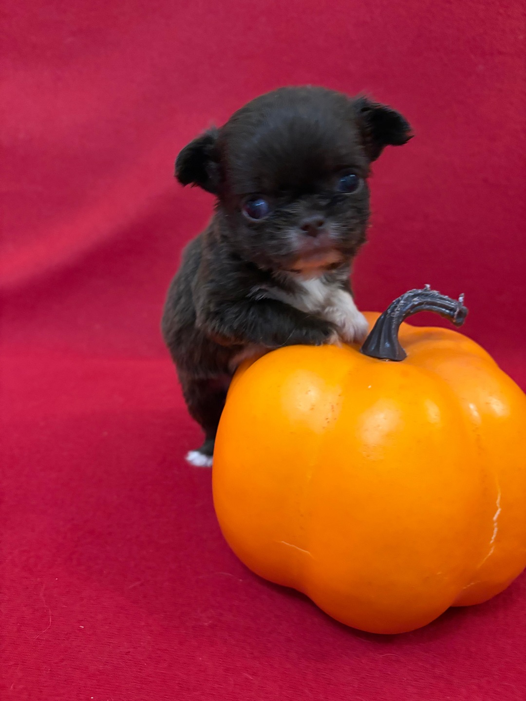 Чихуахуа щенок