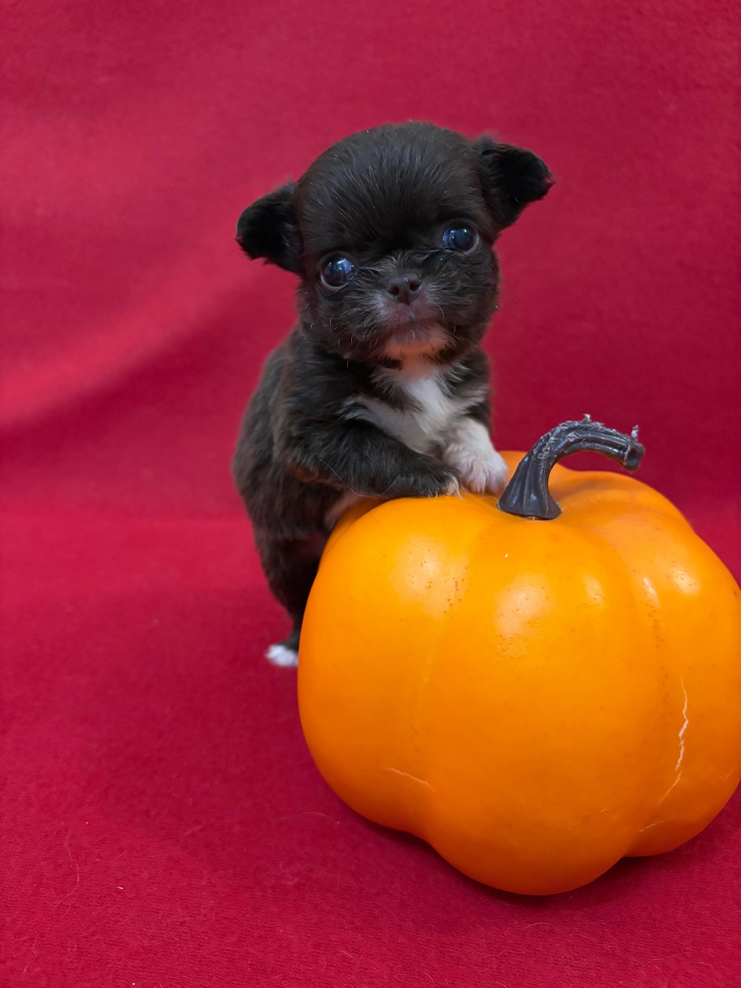 купить щенка Чихуахуа