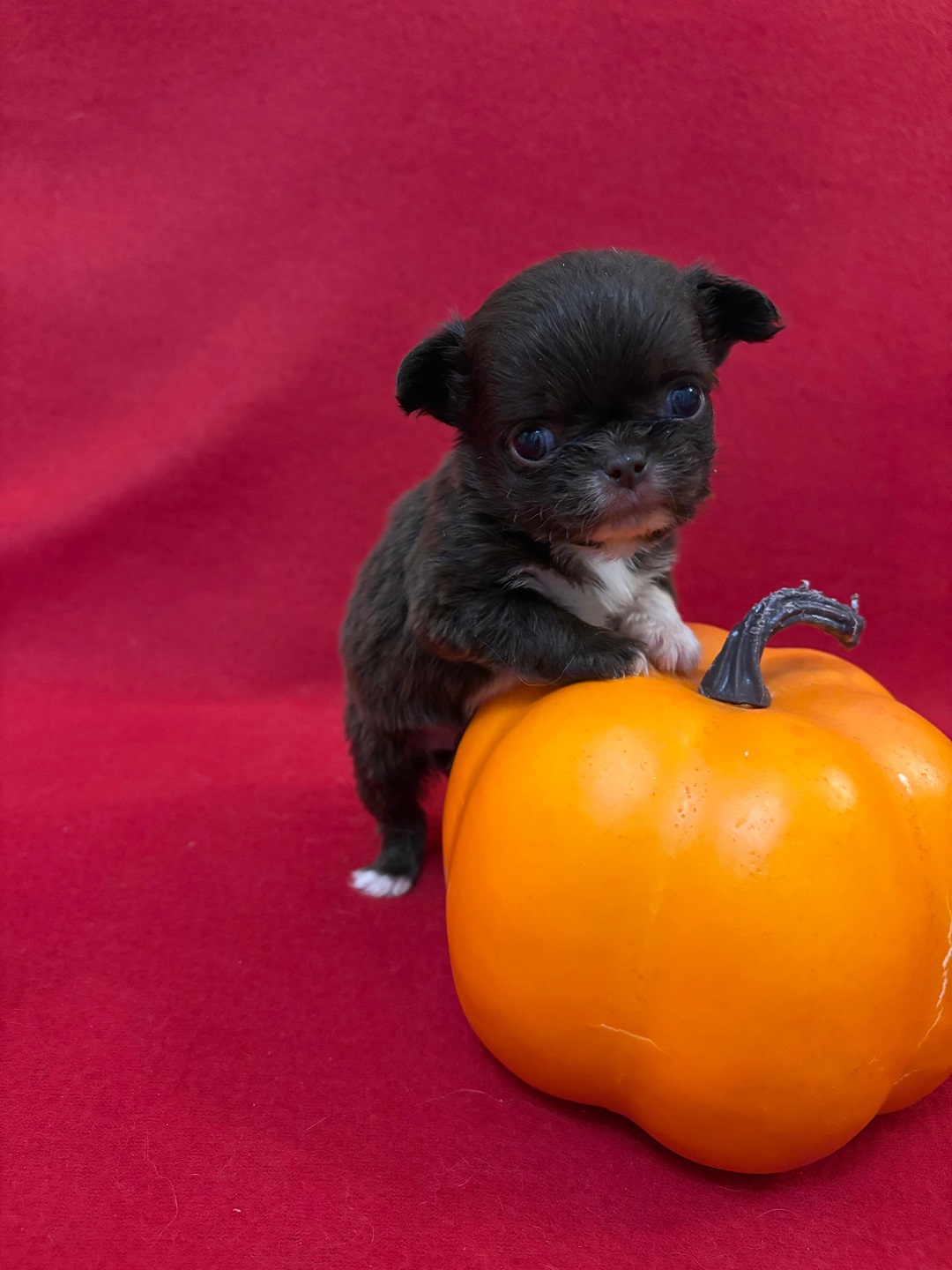 Чихуахуа щенок