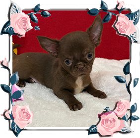 Чихуахуа девочка