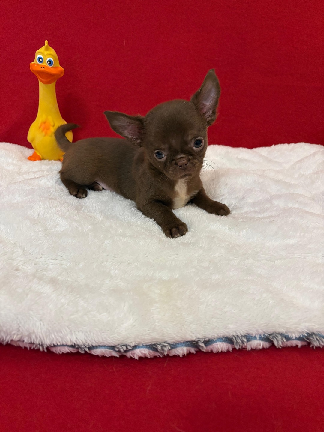 Чихуахуа щенок