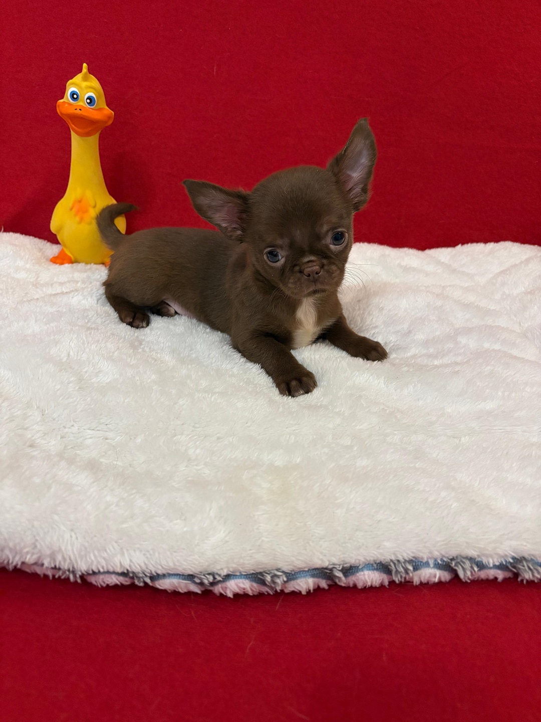 купить щенка Чихуахуа