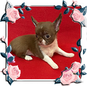 Чихуахуа девочка