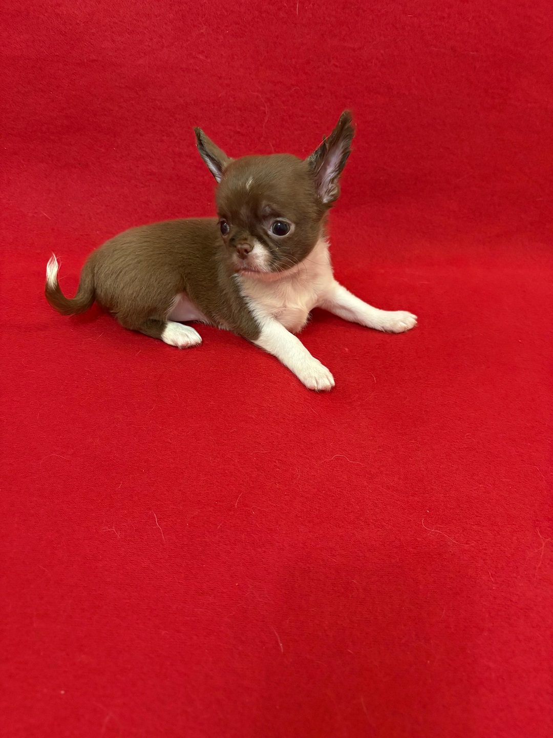 купить щенка Чихуахуа