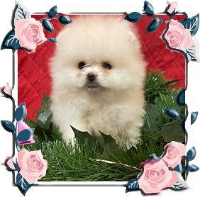 Померанец девочки