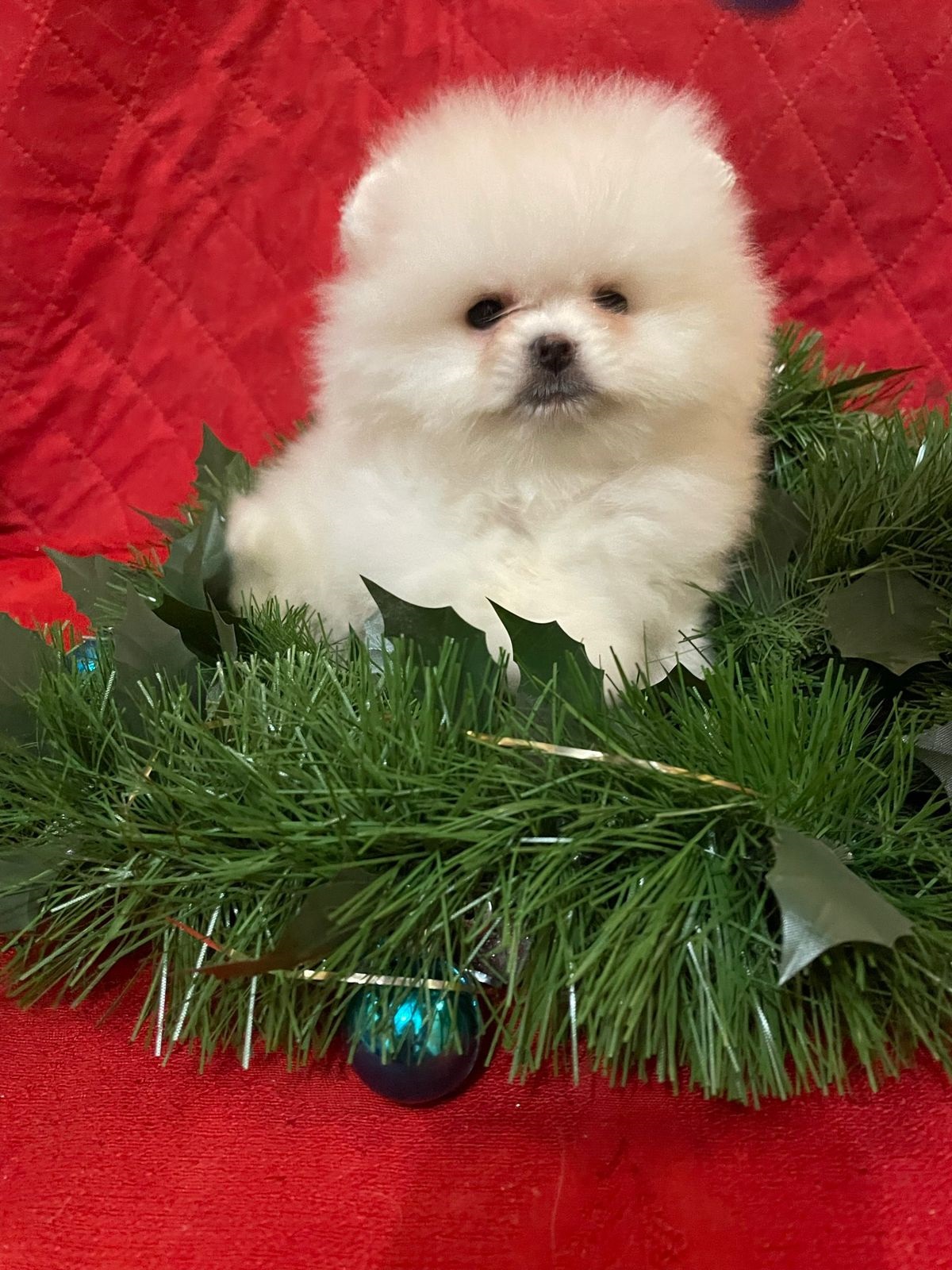 Померанский Шпиц купить