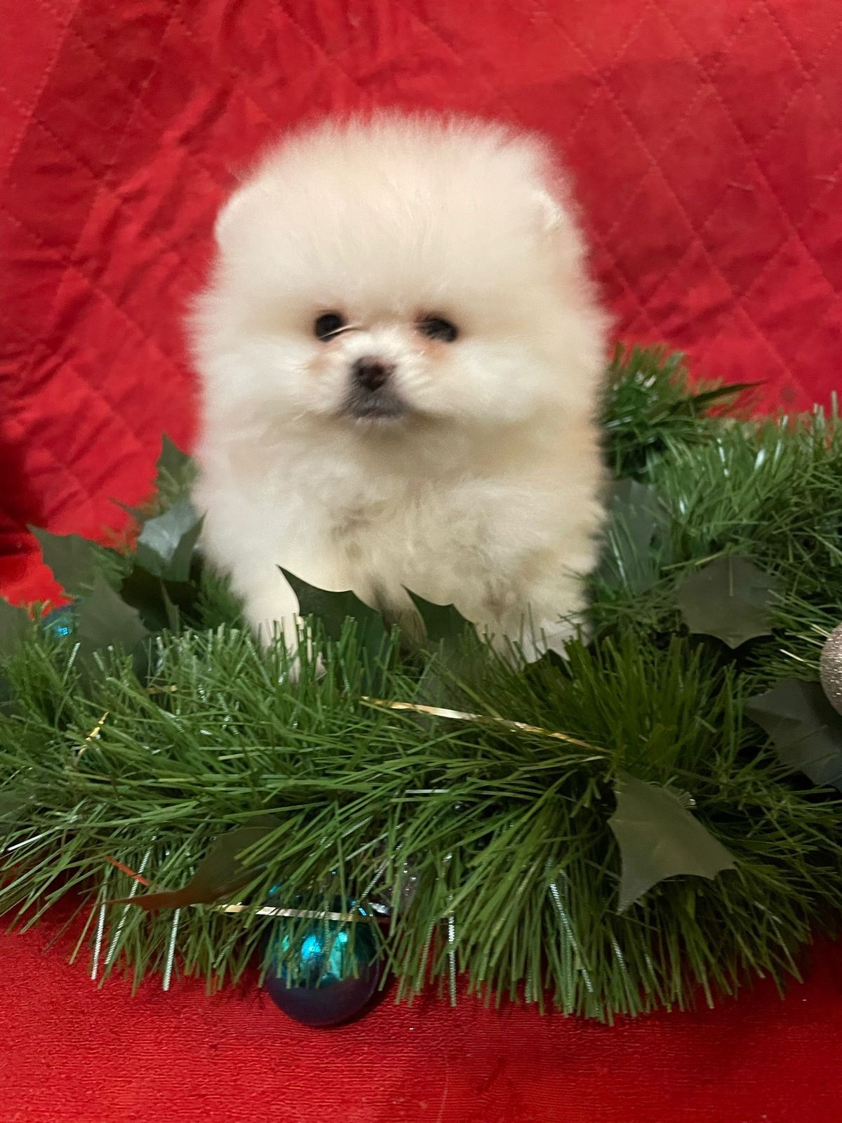 Померанский Шпиц купить