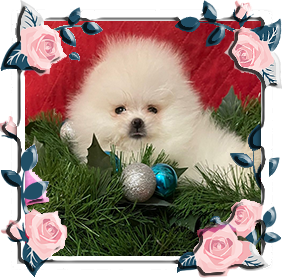 Померанец девочки