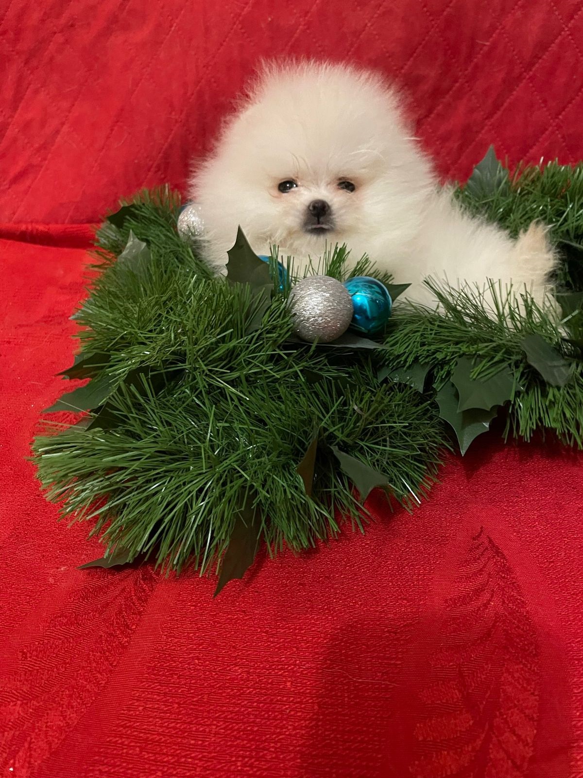 Померанский Шпиц купить