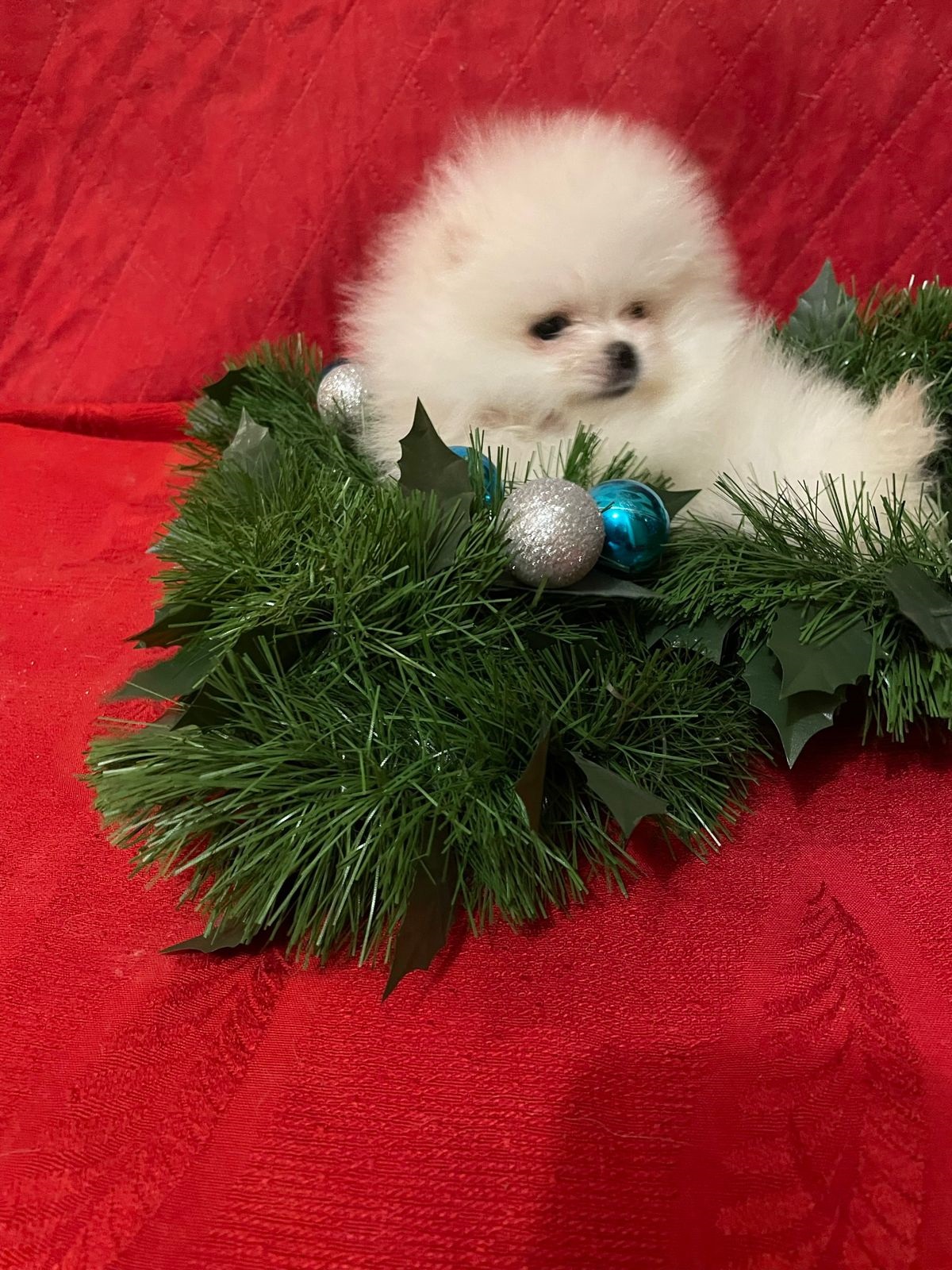 Померанский Шпиц купить