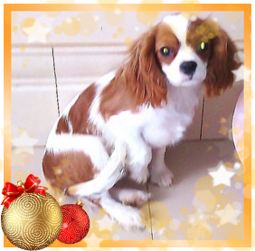  кавалер кинг чарльз спаниель девочка