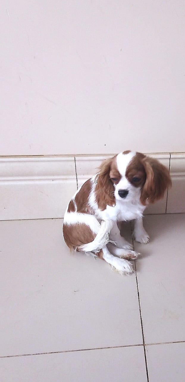 Кавалер кинг чарльз спаниель