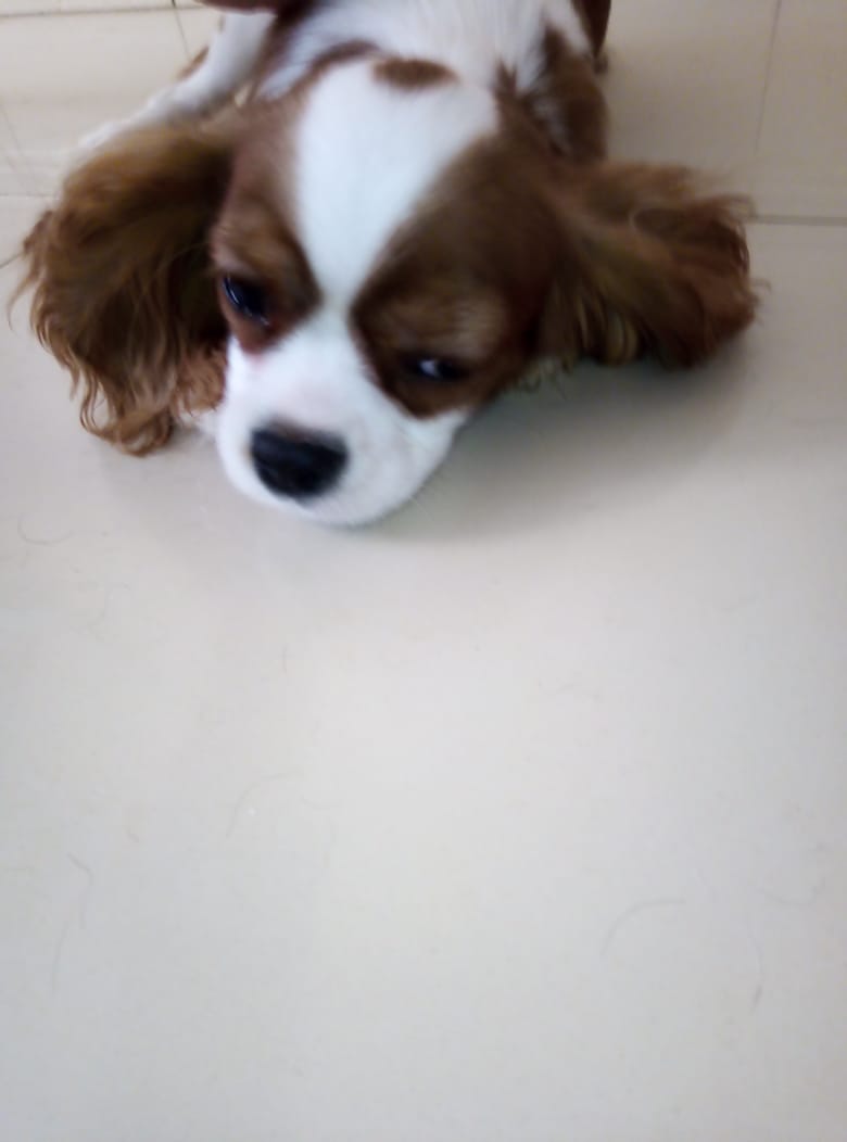 кавалер кинг чарльз спаниель