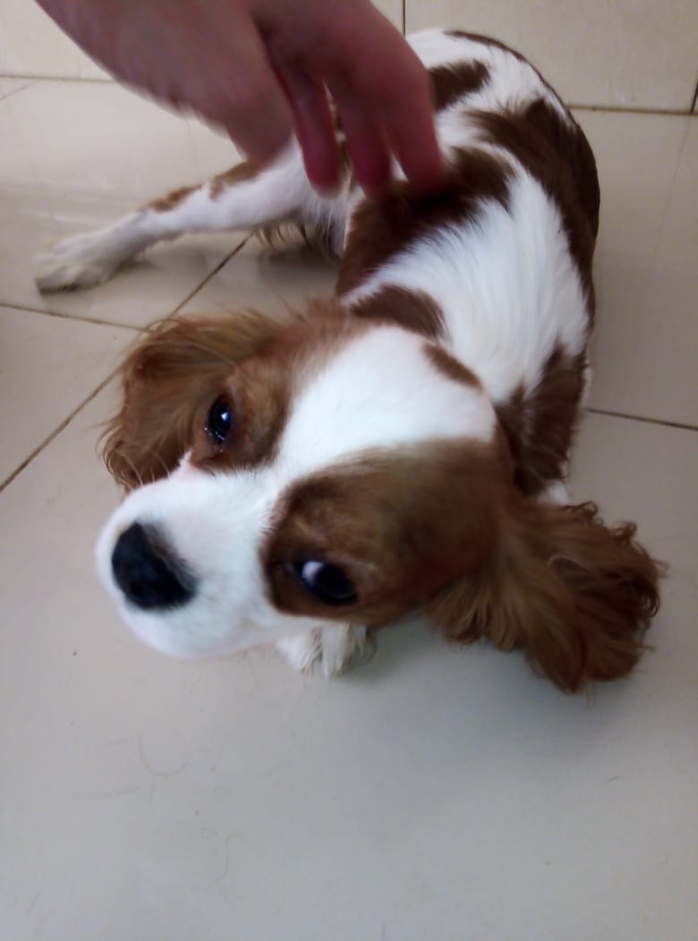 Кавалер кинг чарльз спаниель