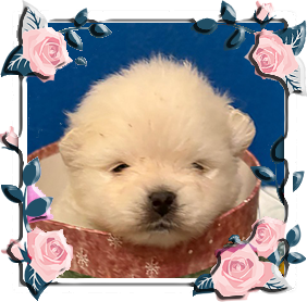 Померанец девочки