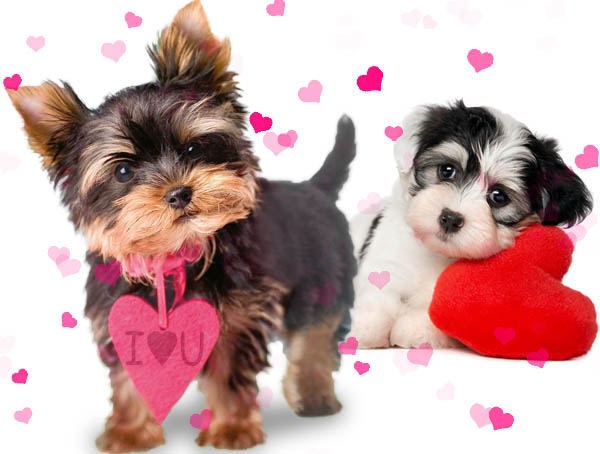 фото бивер йорка на белом фоне