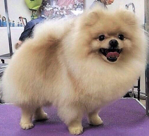 Бивер Йорк фото