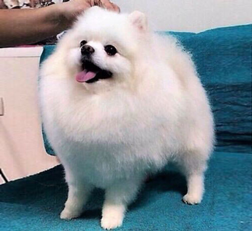 Бивер Йорк фото