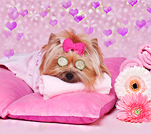 Йоркширский терьер СПА