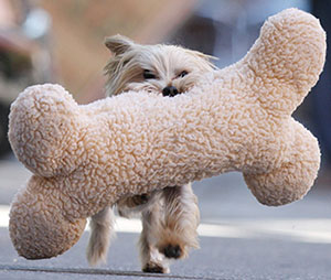 Йорк с игрушкой