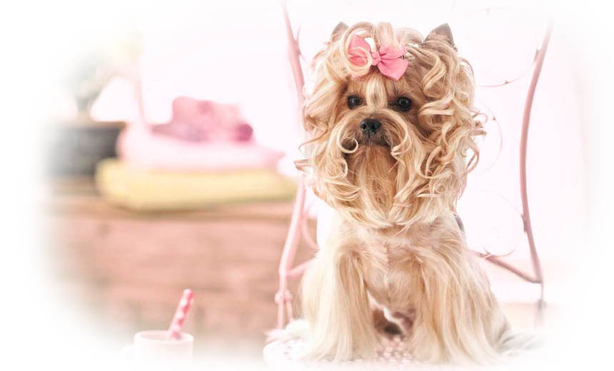 Йоркширский терьер