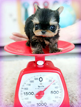 Йорк супер мини