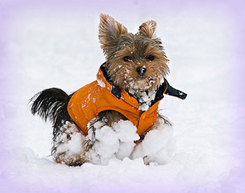 Йоркширский терьер в одежде