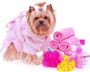 Йоркширский терьер в одежде