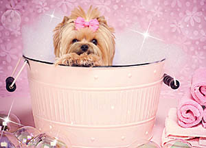 мытье Йорка