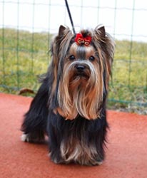 щенки Йоркширского терьера