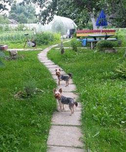 щенки Йоркширского терьера