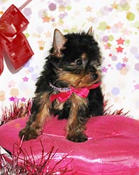 щенки Йоркширского терьера