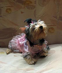 щенки Йоркширского терьера