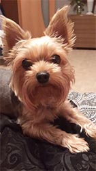 щенки Йоркширского терьера