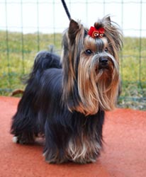 щенки Йоркширского терьера