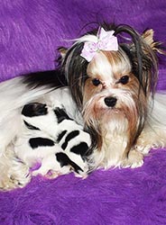 щенки Йоркширского терьера