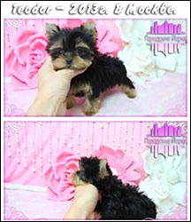 щенки Йоркширского терьера