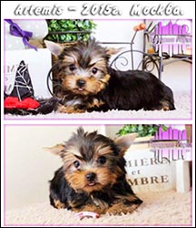 щенки Йоркширского терьера