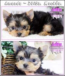 щенки Йоркширского терьера