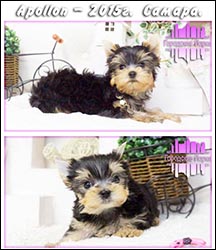 щенки Йоркширского терьера