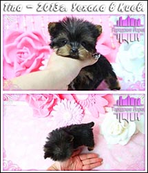 щенки Йоркширского терьера