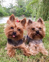 щенки Йоркширского терьера