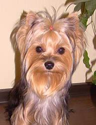 щенки Йоркширского терьера