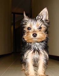 щенки Йоркширского терьера