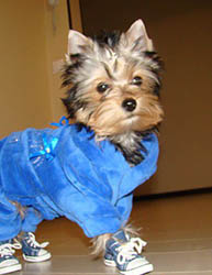 щенки Йоркширского терьера