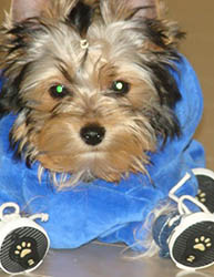 щенки Йоркширского терьера