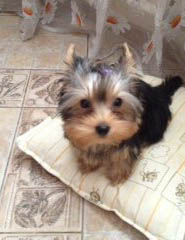 щенки Йоркширского терьера