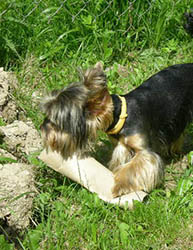 щенки Йоркширского терьера